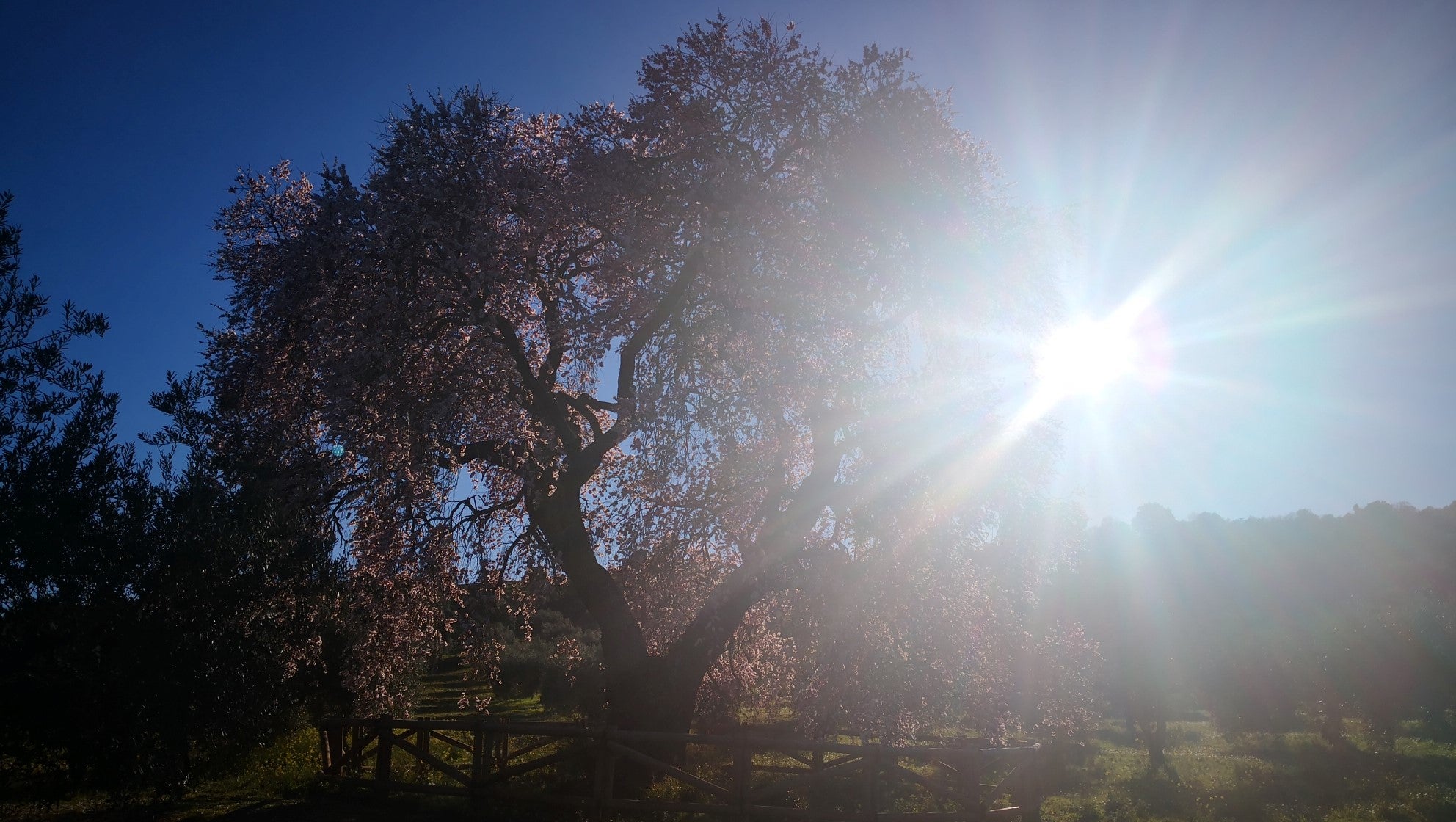 Algunas imágenes del Almendro Real, en plena floración (08-02-2019)