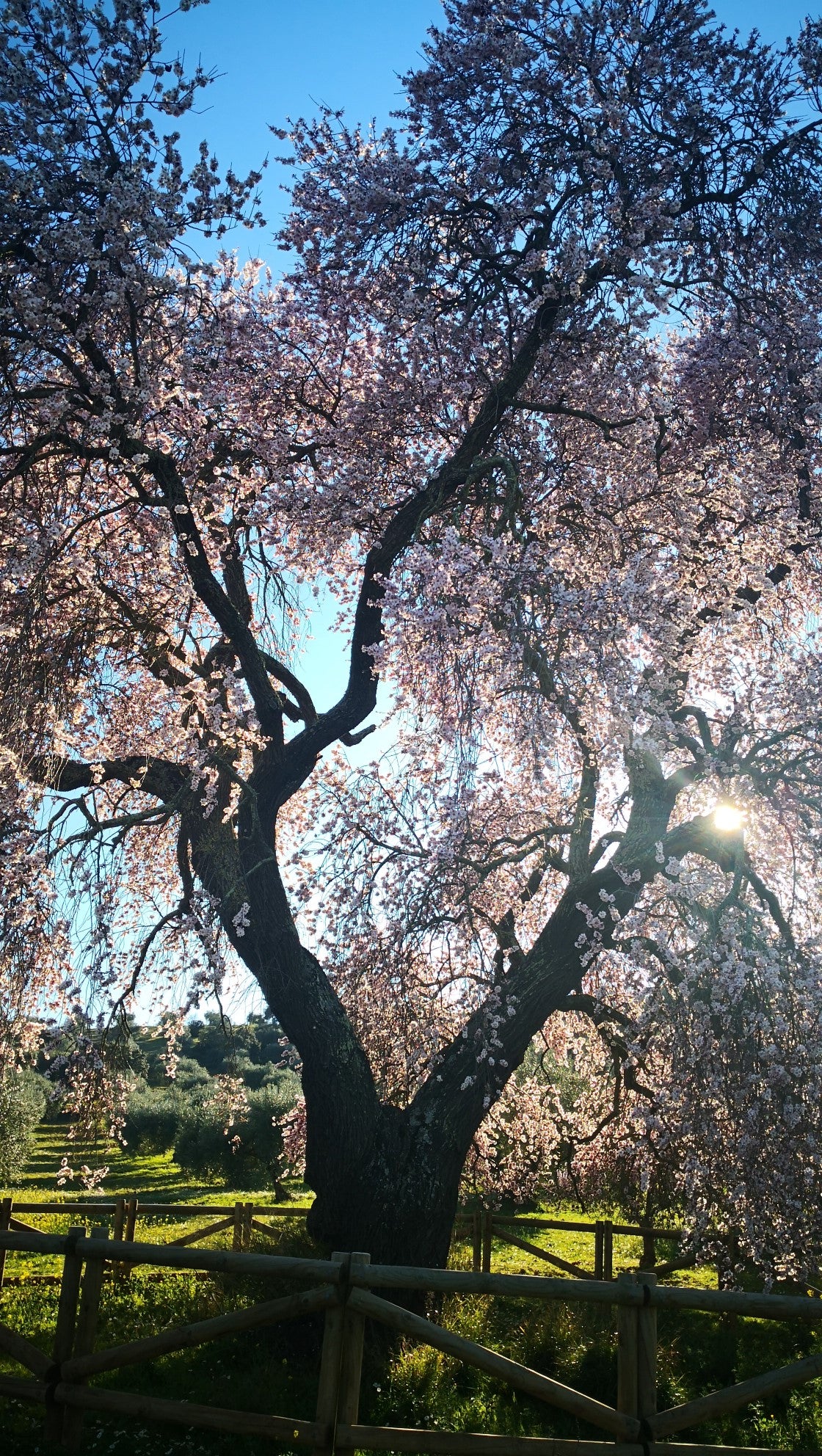 Algunas imágenes del Almendro Real, en plena floración (08-02-2019)