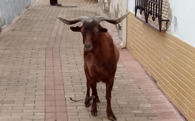 La cabra durante su paseo por el Cotrón