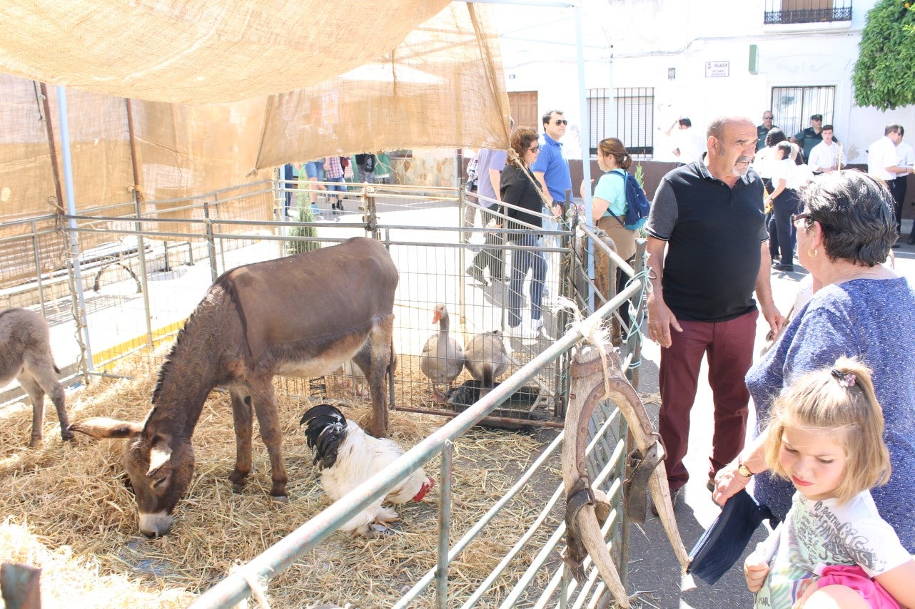 Imágenes de las actividades del sábado de la novena edición de 'Vive la Trashumancia' (04-05-2019)