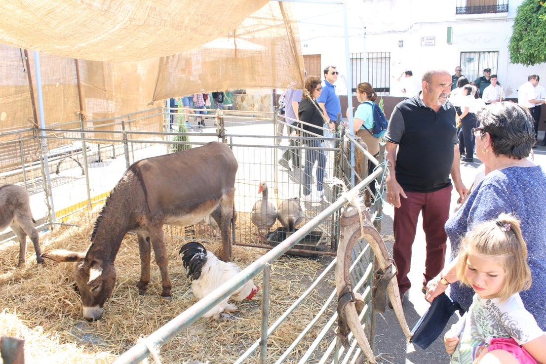 Imágenes de las actividades del sábado de la novena edición de 'Vive la Trashumancia' (04-05-2019)