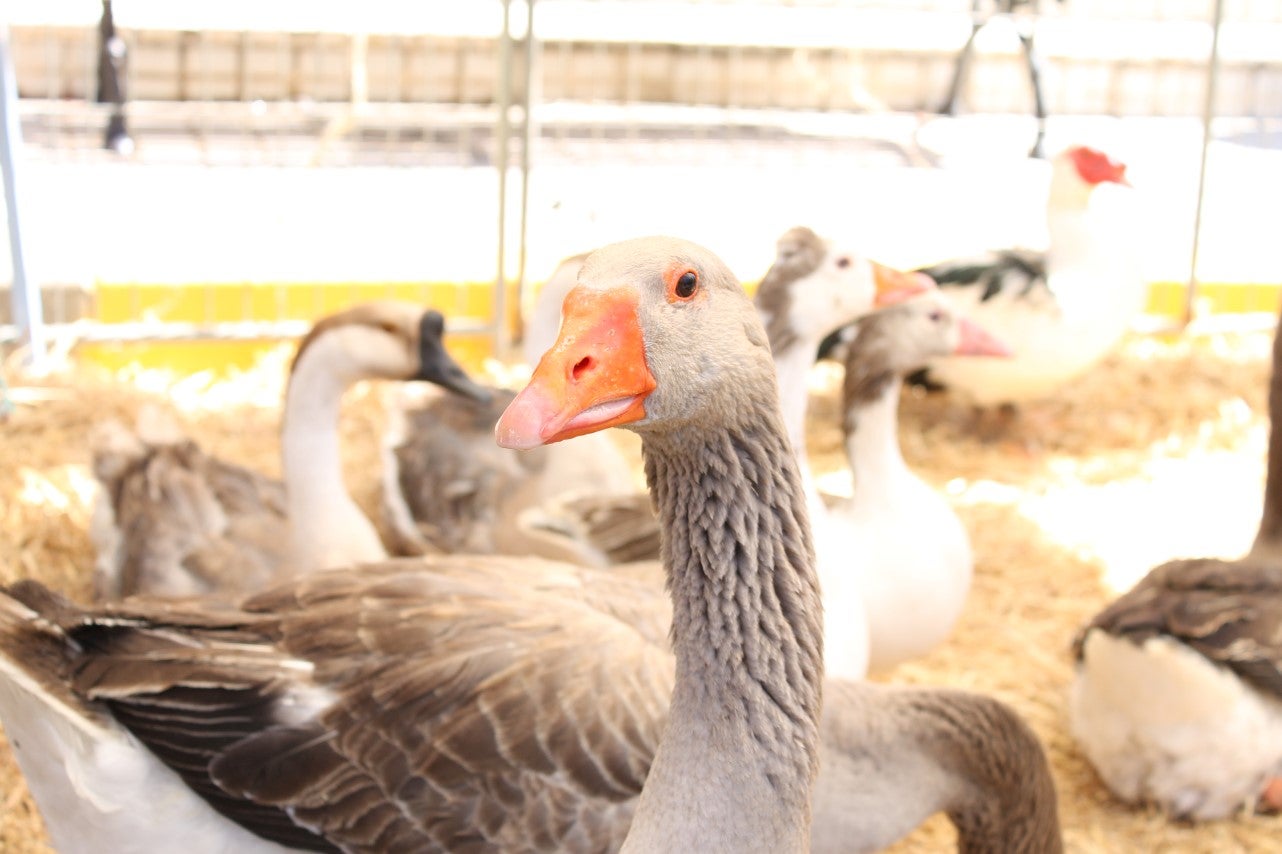 Imágenes de las actividades del sábado de la novena edición de 'Vive la Trashumancia' (04-05-2019)