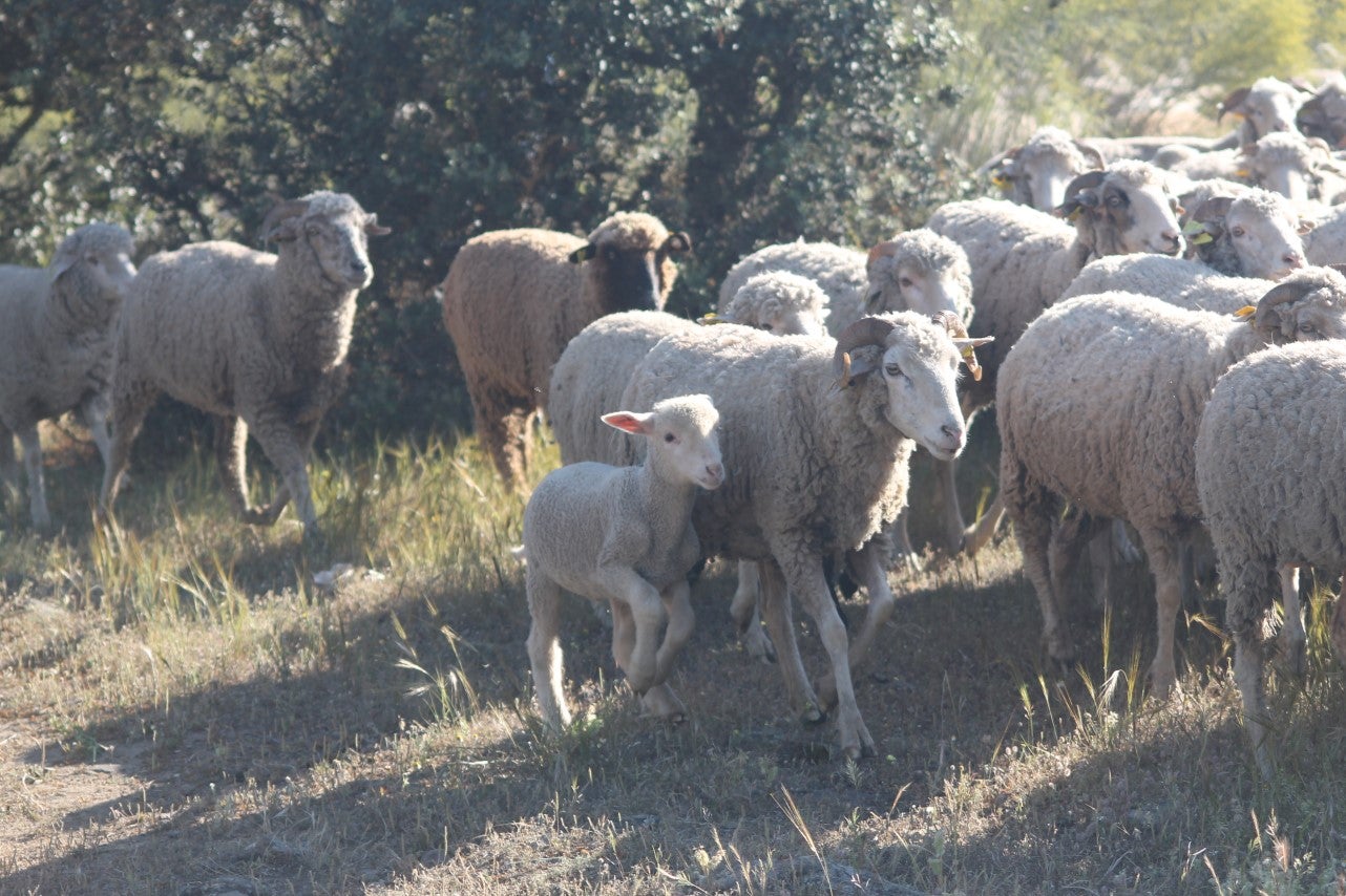 Imáenes de las actividades desarrolladas el domingo en la novena edición de 'vive la Trashumancia' (05-05-2019)