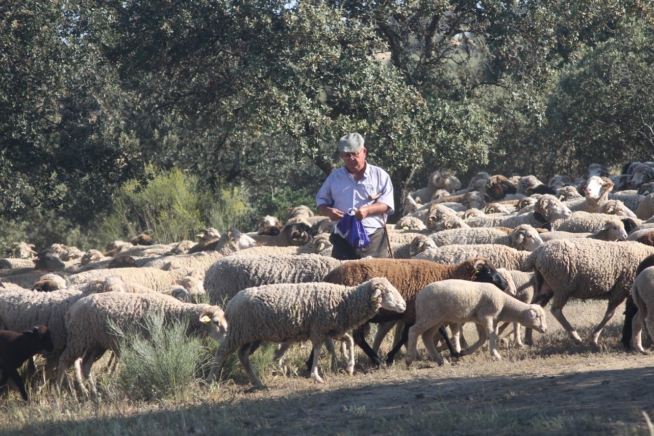 Imáenes de las actividades desarrolladas el domingo en la novena edición de 'vive la Trashumancia' (05-05-2019)