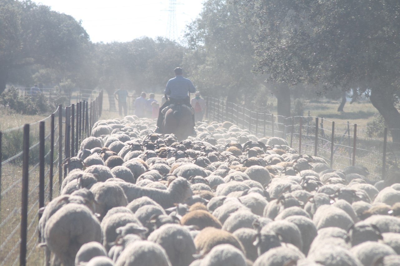 Imáenes de las actividades desarrolladas el domingo en la novena edición de 'vive la Trashumancia' (05-05-2019)