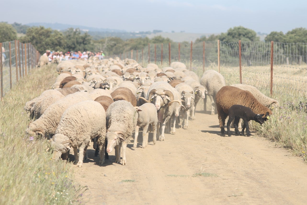 Imáenes de las actividades desarrolladas el domingo en la novena edición de 'vive la Trashumancia' (05-05-2019)