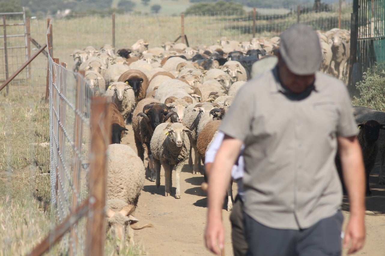 Imáenes de las actividades desarrolladas el domingo en la novena edición de 'vive la Trashumancia' (05-05-2019)