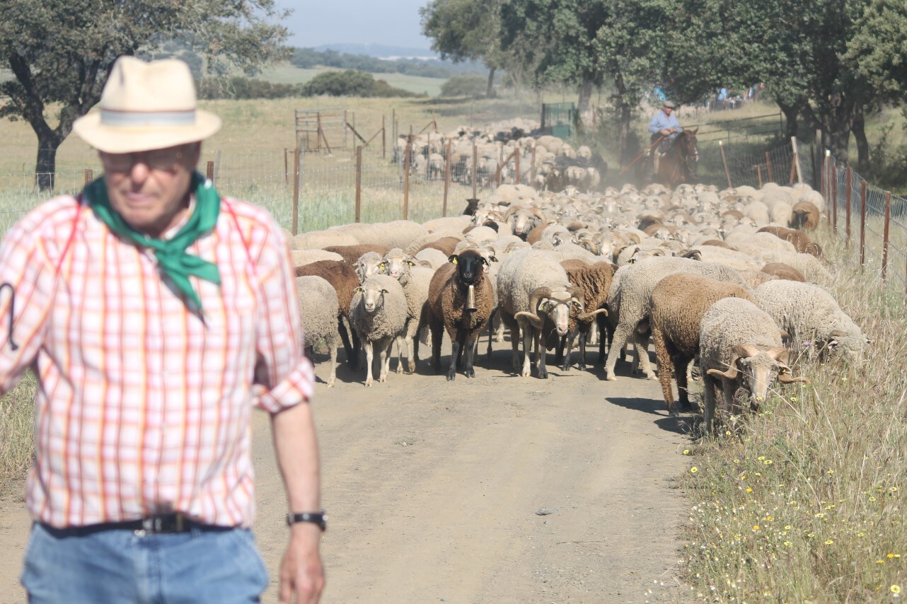 Imáenes de las actividades desarrolladas el domingo en la novena edición de 'vive la Trashumancia' (05-05-2019)