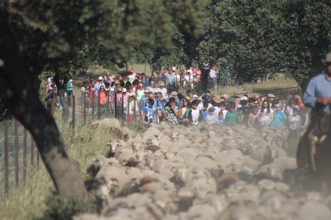 Imáenes de las actividades desarrolladas el domingo en la novena edición de 'vive la Trashumancia' (05-05-2019)