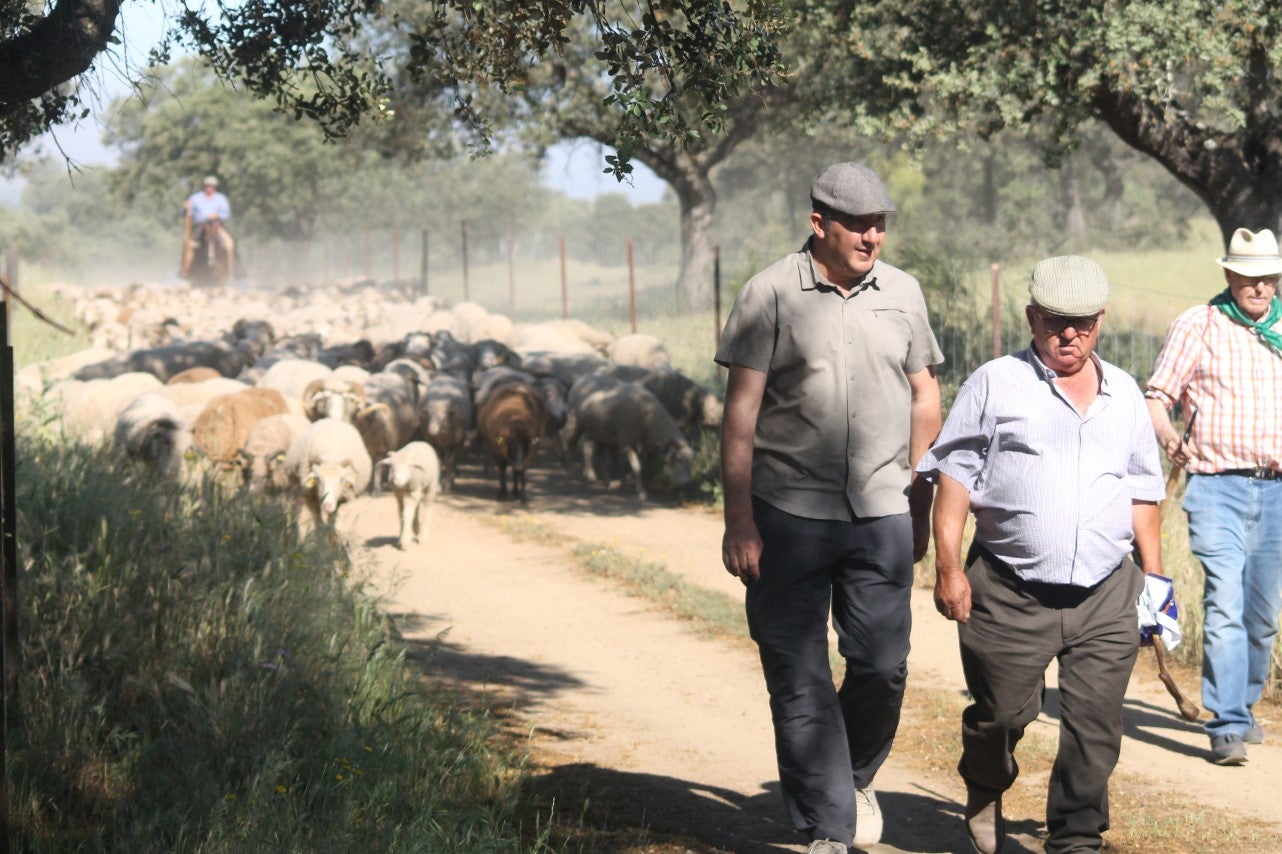 Imáenes de las actividades desarrolladas el domingo en la novena edición de 'vive la Trashumancia' (05-05-2019)