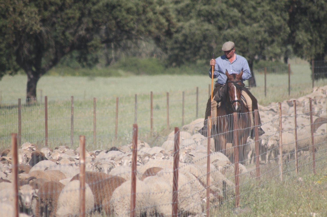 Imáenes de las actividades desarrolladas el domingo en la novena edición de 'vive la Trashumancia' (05-05-2019)