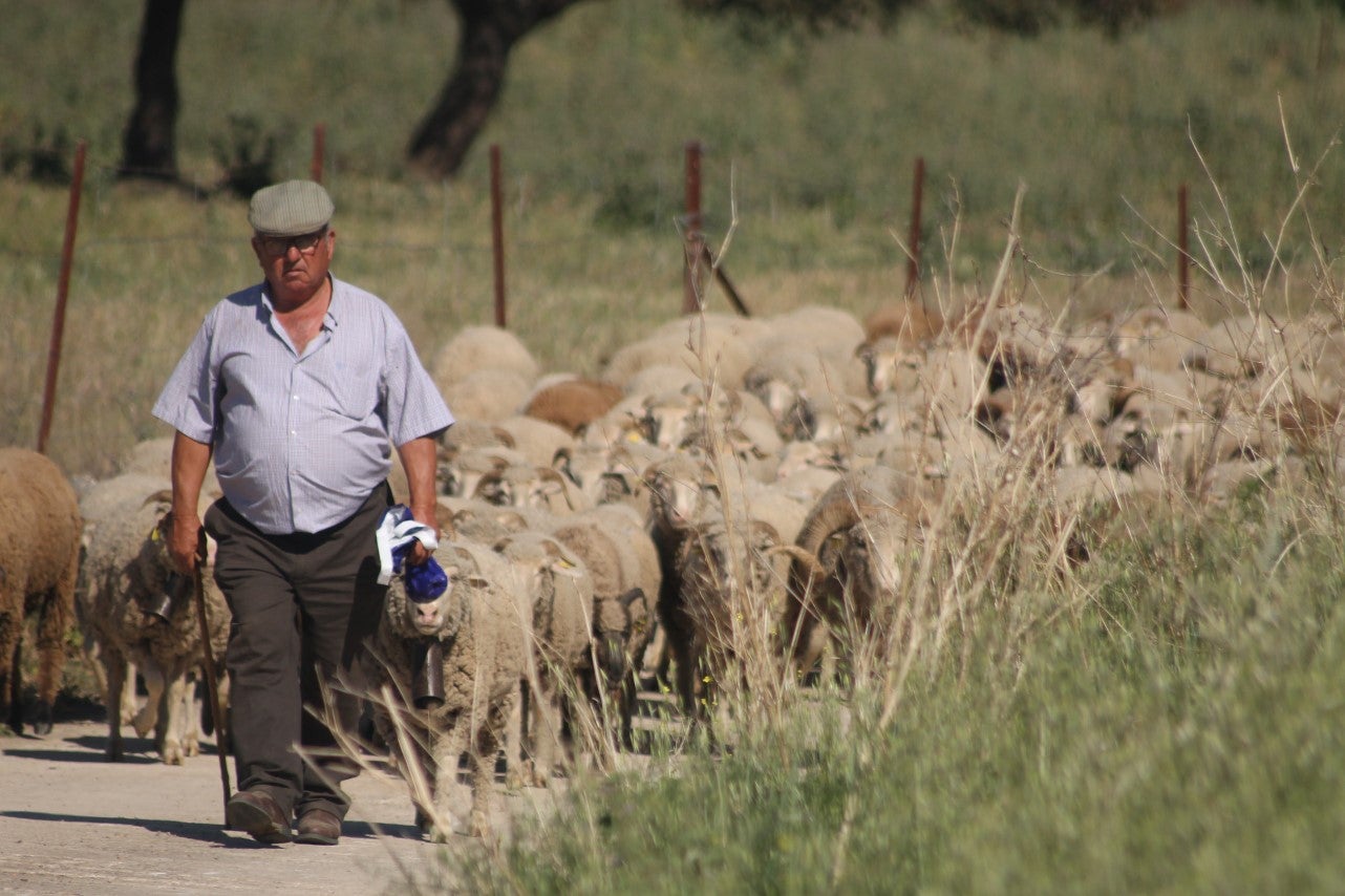 Imágenes de las actividades desarrolladas el domingo en la novena edición de 'vive la Trashumancia' (05-05-2019)