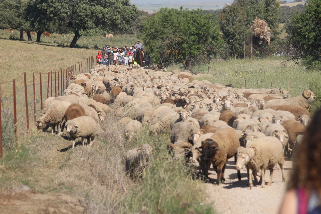 Imágenes de las actividades desarrolladas el domingo en la novena edición de 'vive la Trashumancia' (05-05-2019)