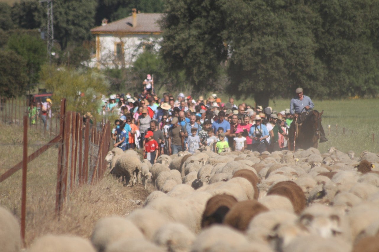 Imágenes de las actividades desarrolladas el domingo en la novena edición de 'vive la Trashumancia' (05-05-2019)