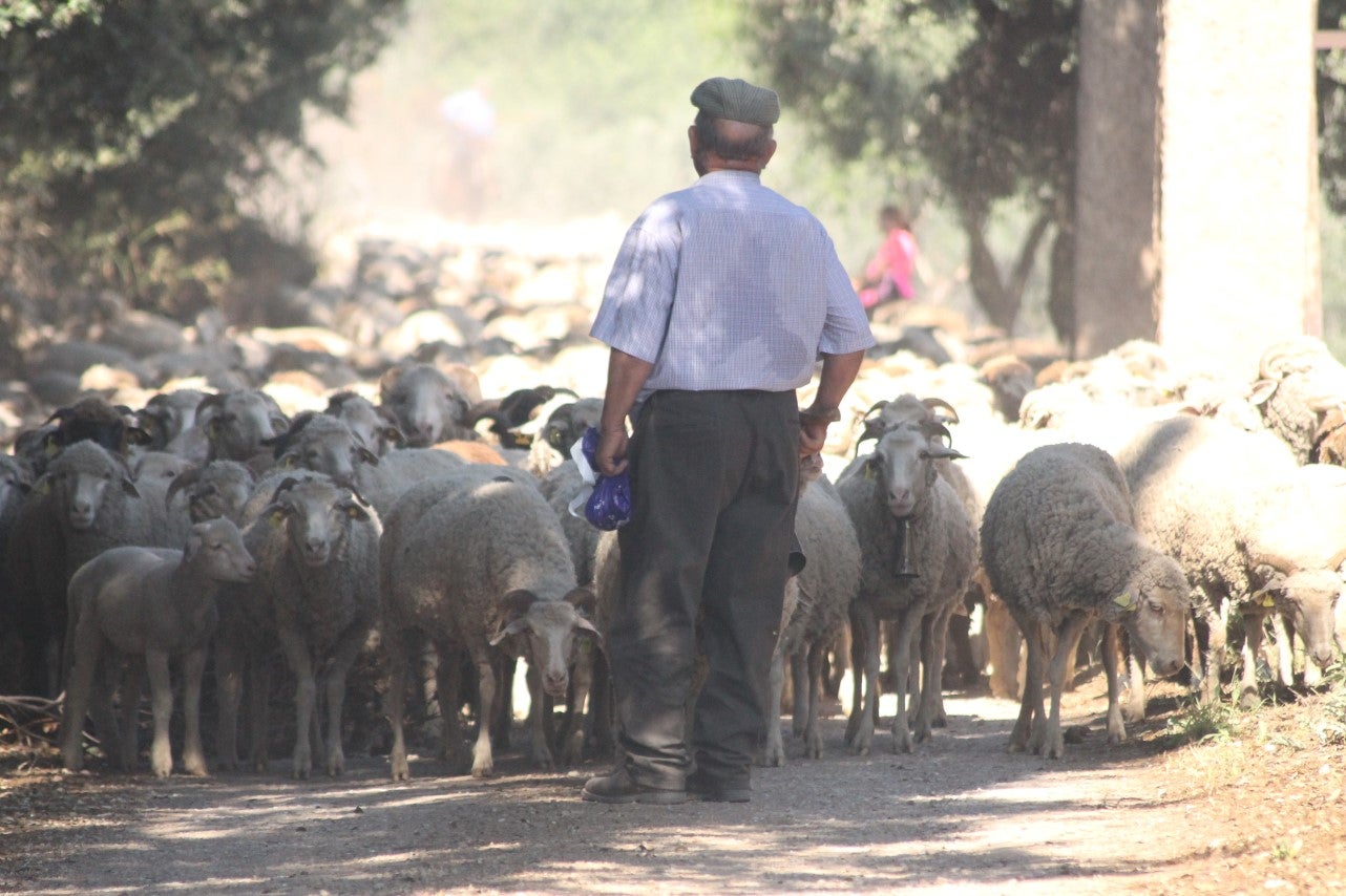 Imágenes de las actividades desarrolladas el domingo en la novena edición de 'vive la Trashumancia' (05-05-2019)