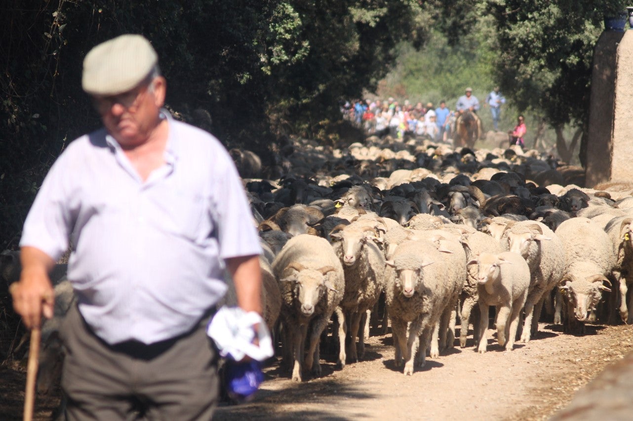 Imágenes de las actividades desarrolladas el domingo en la novena edición de 'vive la Trashumancia' (05-05-2019)