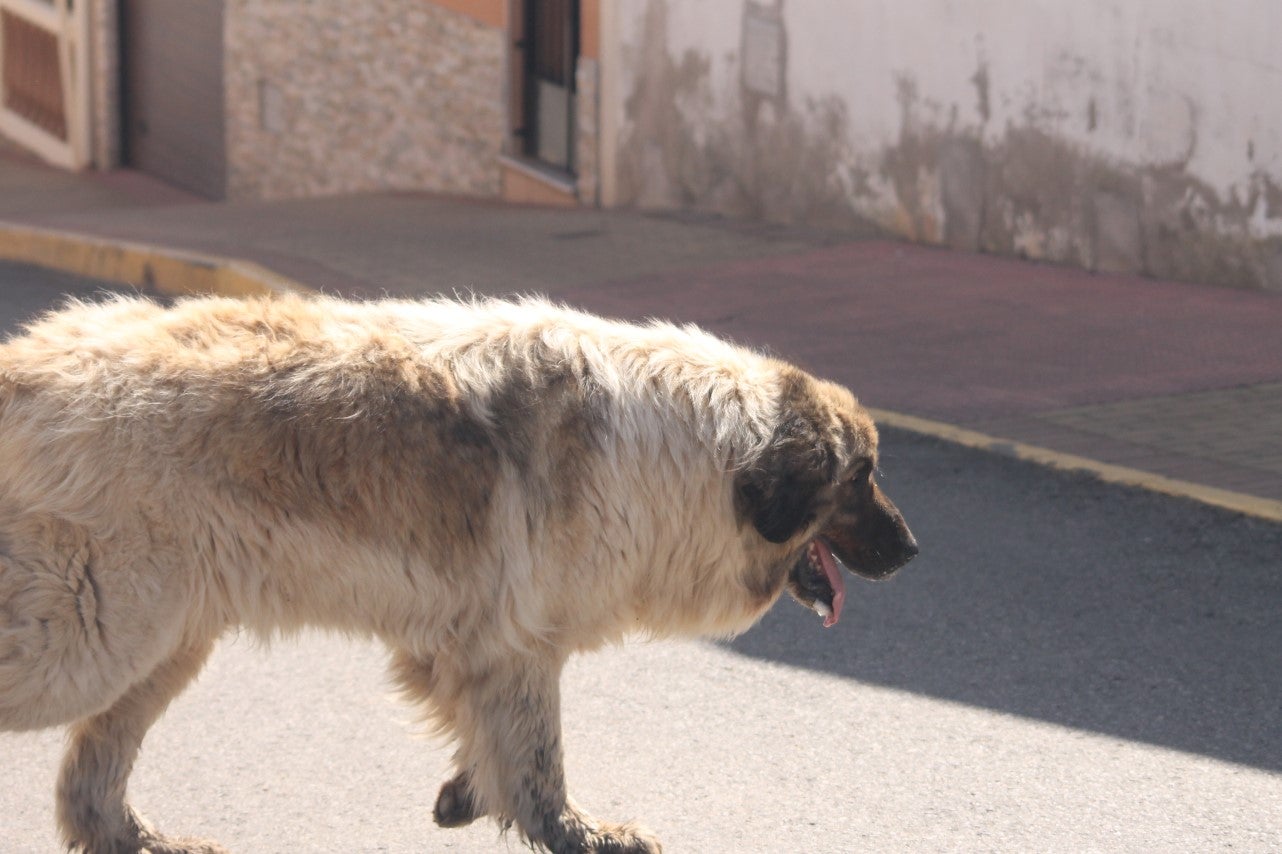 Imágenes de las actividades desarrolladas el domingo en la novena edición de 'vive la Trashumancia' (05-05-2019)