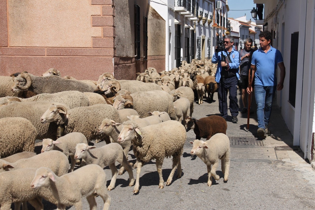 Imágenes de las actividades desarrolladas el domingo en la novena edición de 'vive la Trashumancia' (05-05-2019)