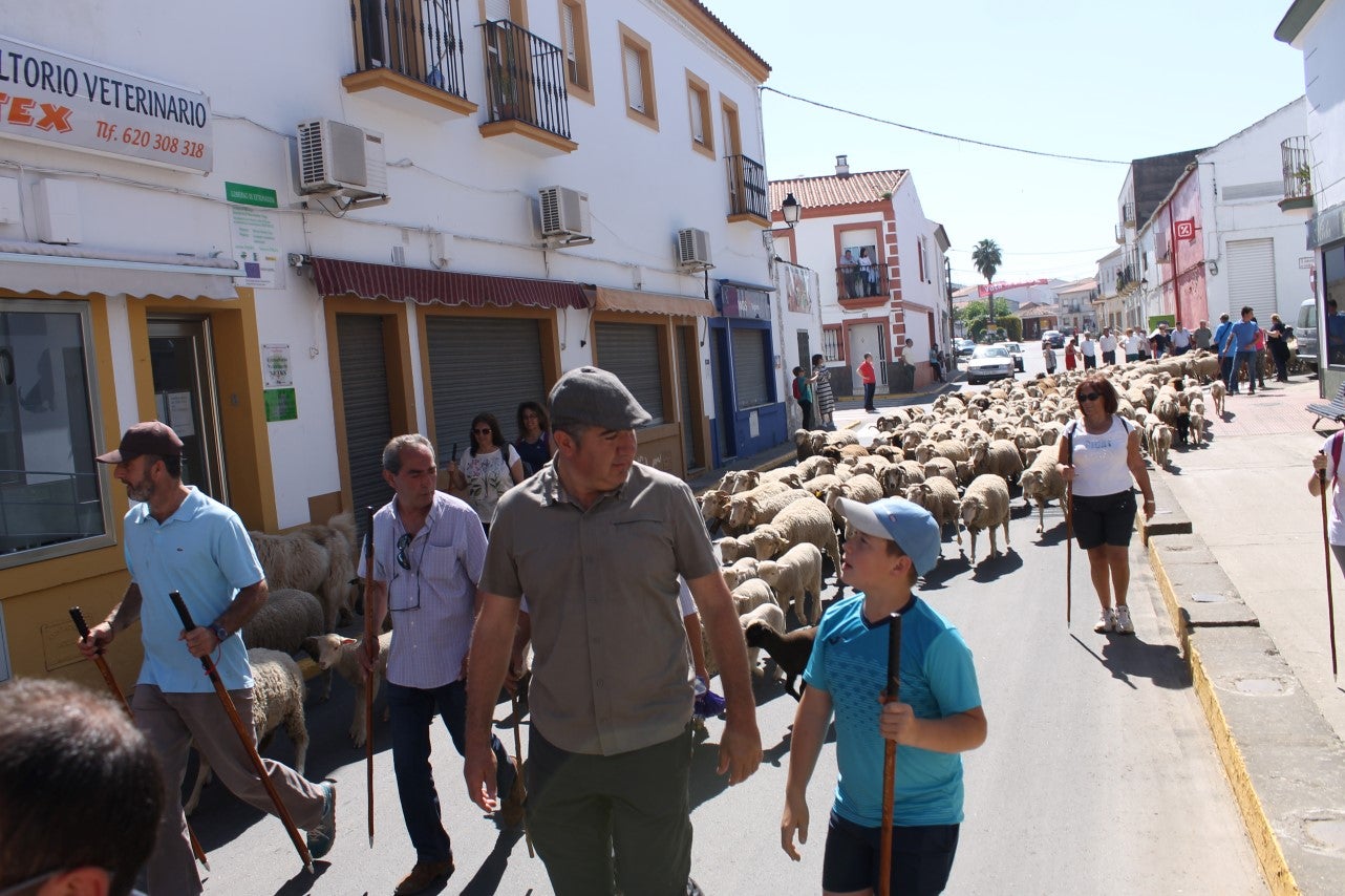 Imágenes de las actividades desarrolladas el domingo en la novena edición de 'vive la Trashumancia' (05-05-2019)