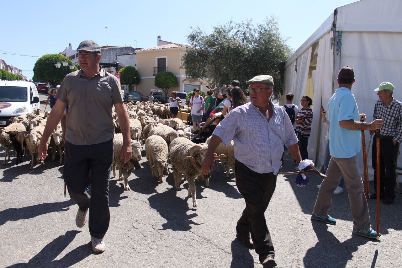 Imágenes de las actividades desarrolladas el domingo en la novena edición de 'vive la Trashumancia' (05-05-2019)