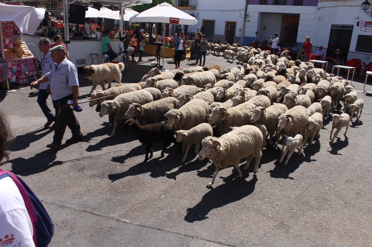 Imágenes de las actividades desarrolladas el domingo en la novena edición de 'vive la Trashumancia' (05-05-2019)
