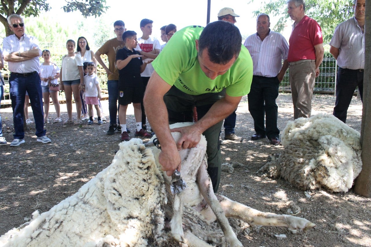 Imágenes de las actividades desarrolladas el domingo en la novena edición de 'vive la Trashumancia' (05-05-2019)