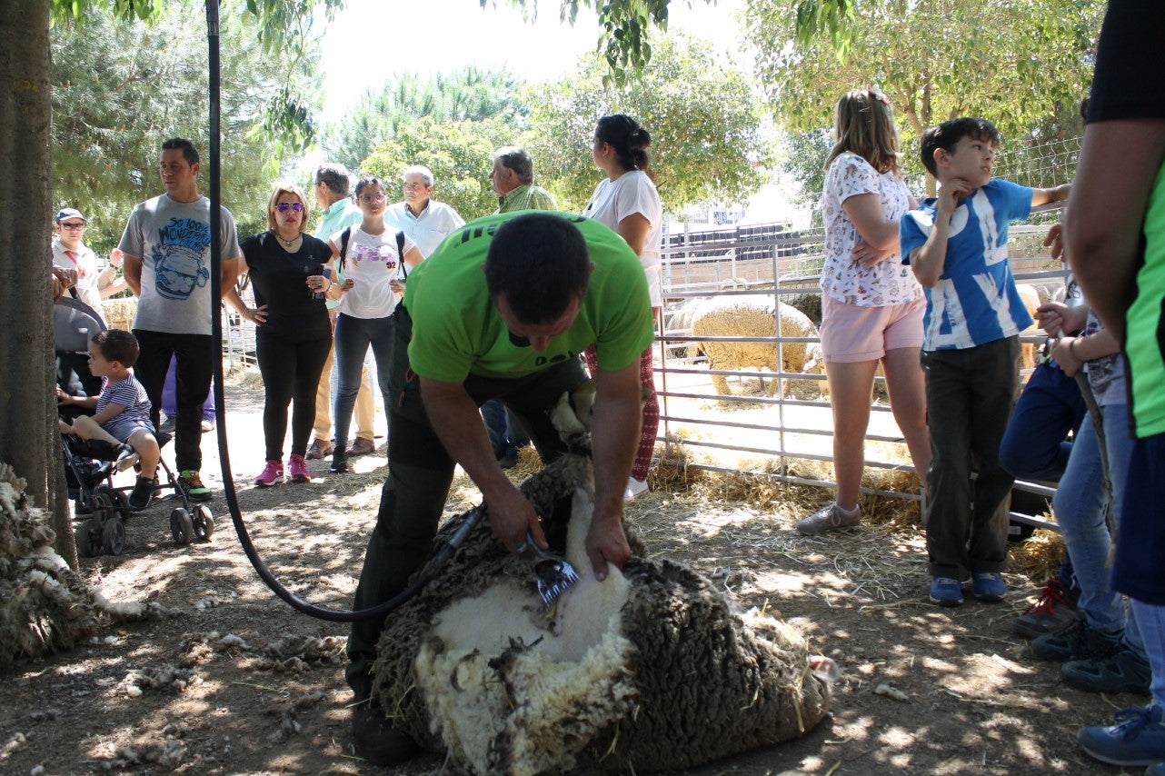 Imágenes de las actividades desarrolladas el domingo en la novena edición de 'vive la Trashumancia' (05-05-2019)