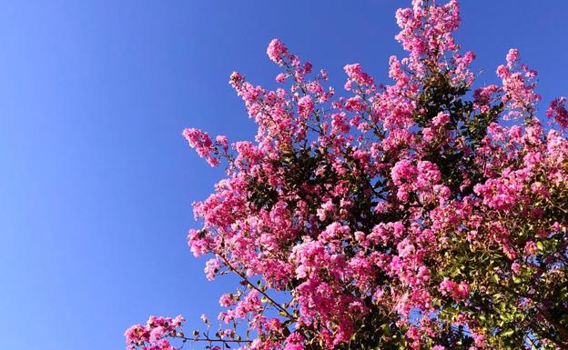 Árbol de Júpite