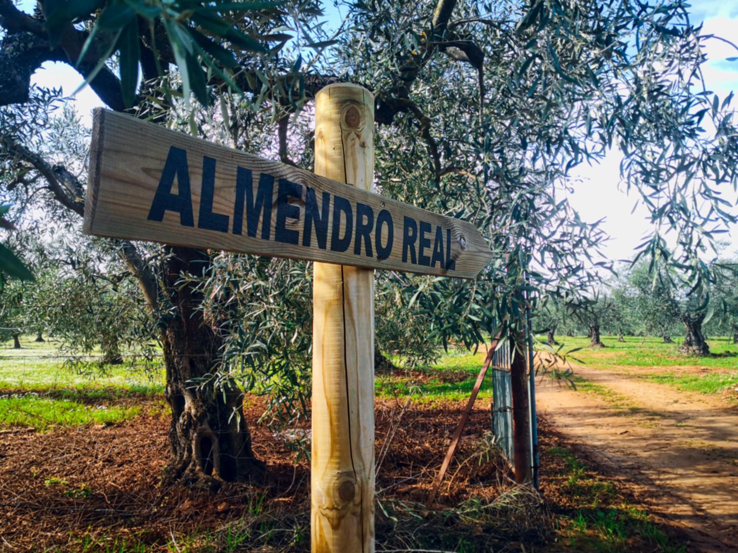 Fotos: Almendro Real