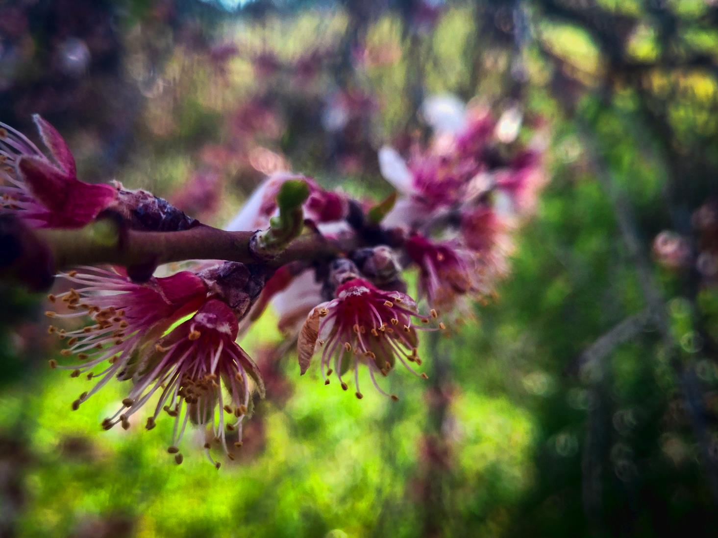 Fotos: Almendro Real
