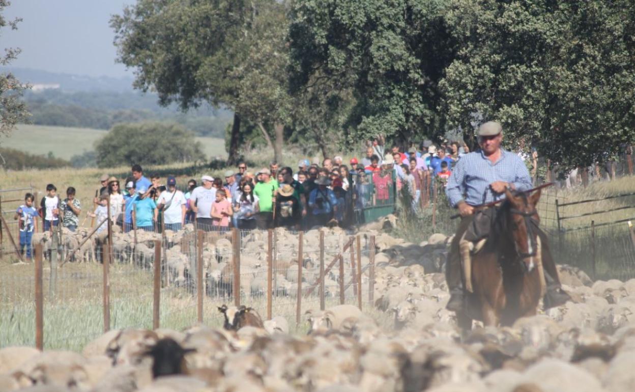 Paseo trashumante del 2019