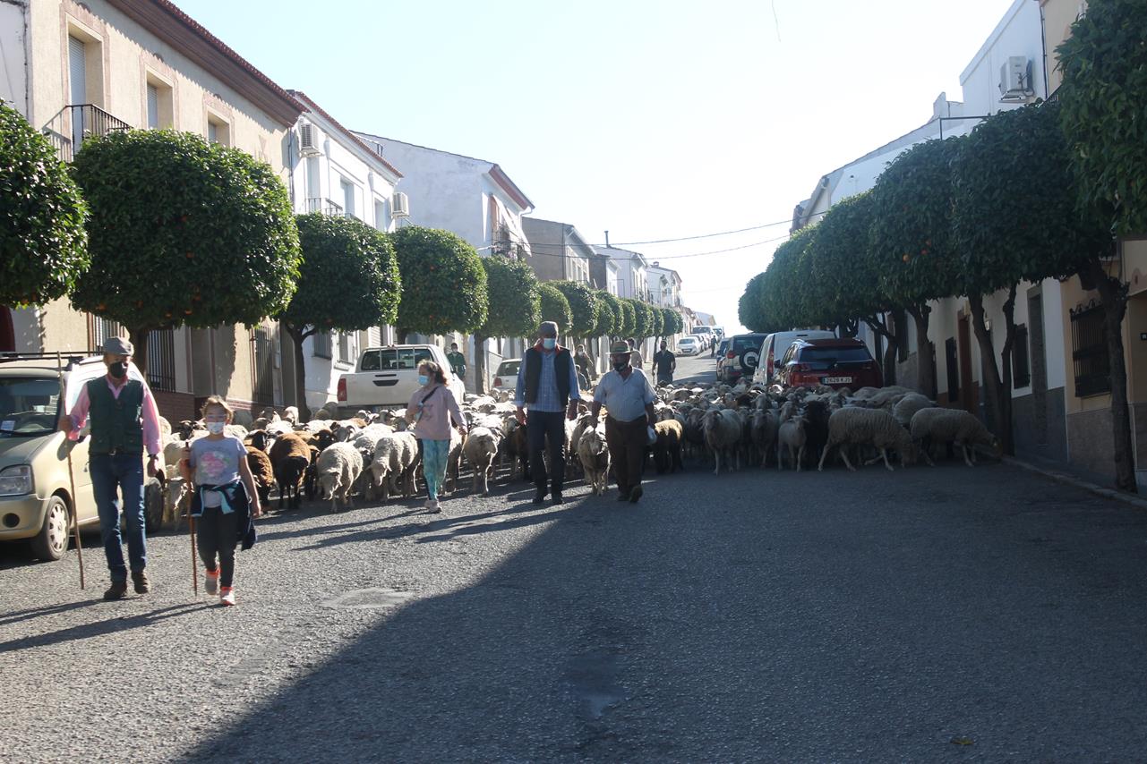 Fotos: X ‘Vive la Trashumancia’ (III)