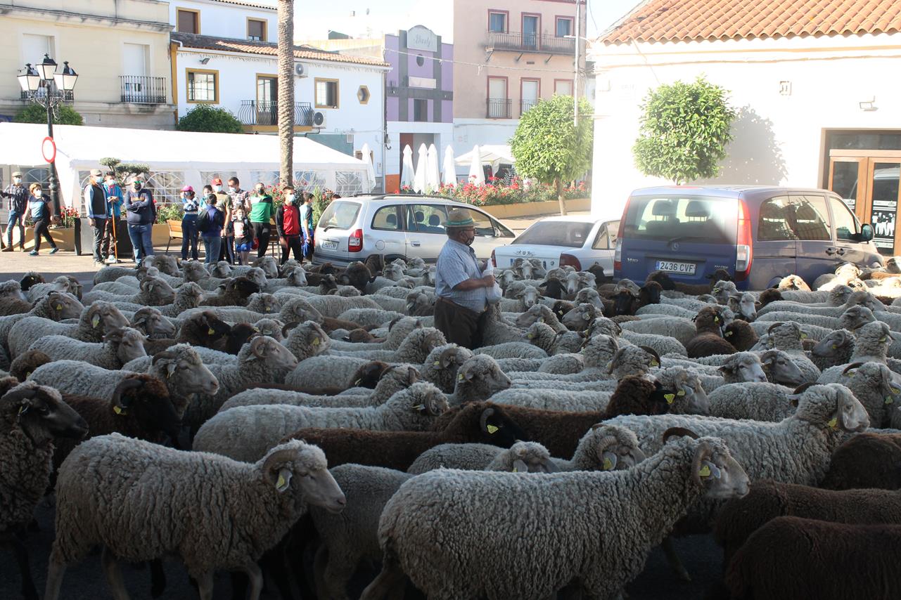 Fotos: X ‘Vive la Trashumancia’ (III)