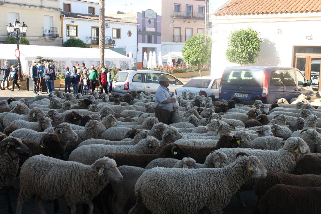 Fotos: X ‘Vive la Trashumancia’ (III)