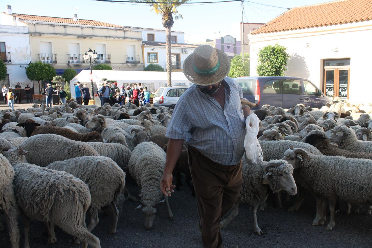 Fotos: X ‘Vive la Trashumancia’ (III)