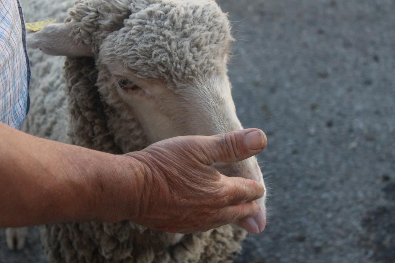 Fotos: X ‘Vive la Trashumancia’ (III)