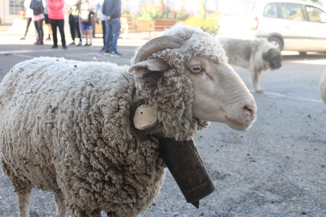 Fotos: X ‘Vive la Trashumancia’ (III)