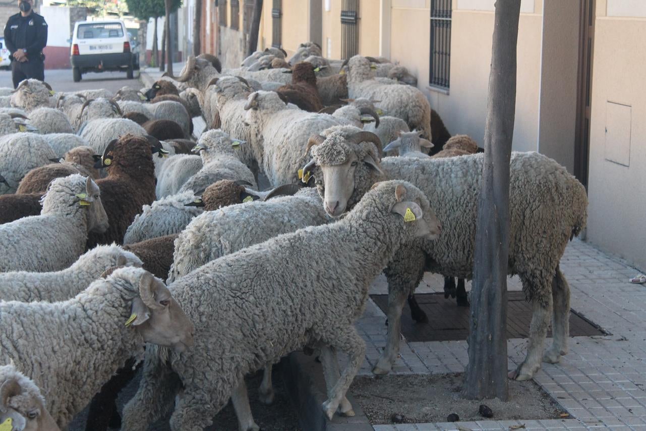 Fotos: X ‘Vive la Trashumancia’ (III)