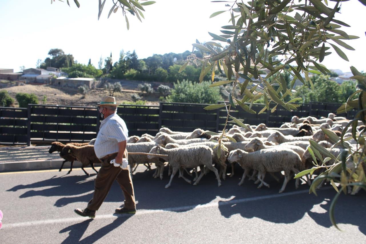 Fotos: X ‘Vive la Trashumancia’ (III)