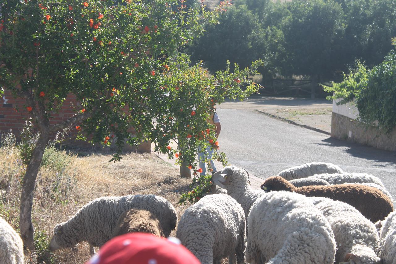 Fotos: X ‘Vive la Trashumancia’ (III)