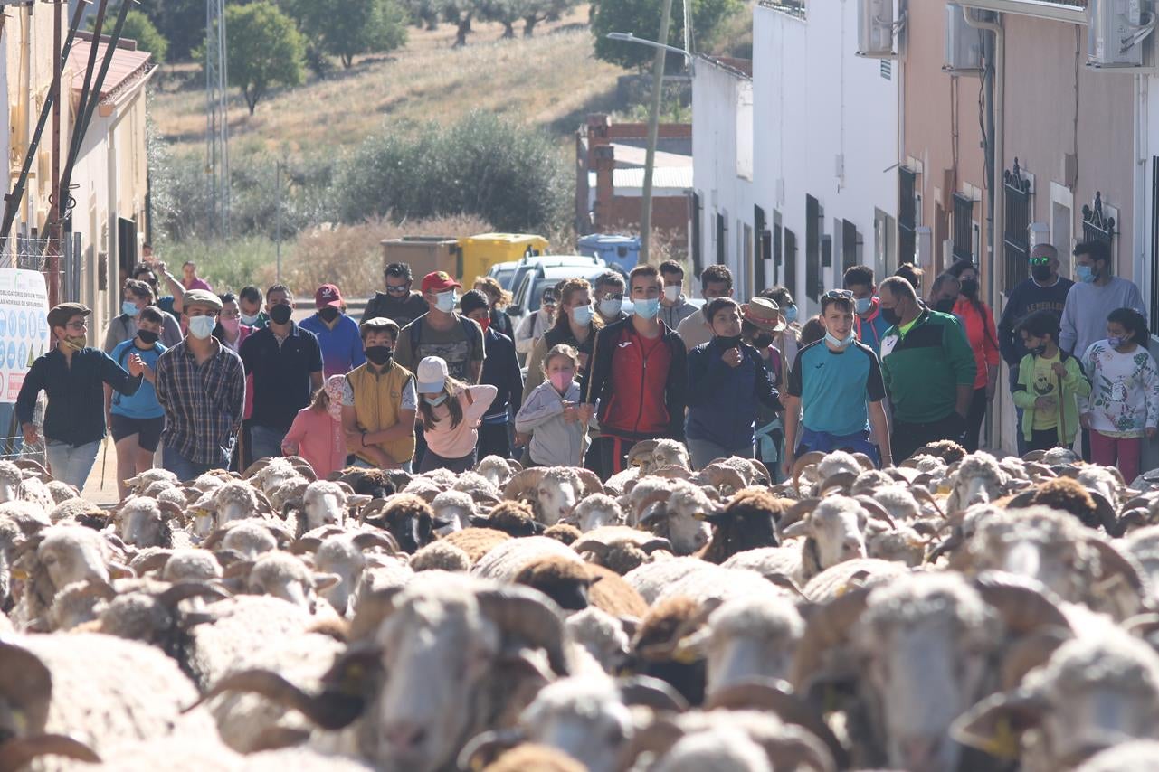 Fotos: X ‘Vive la Trashumancia’ (III)