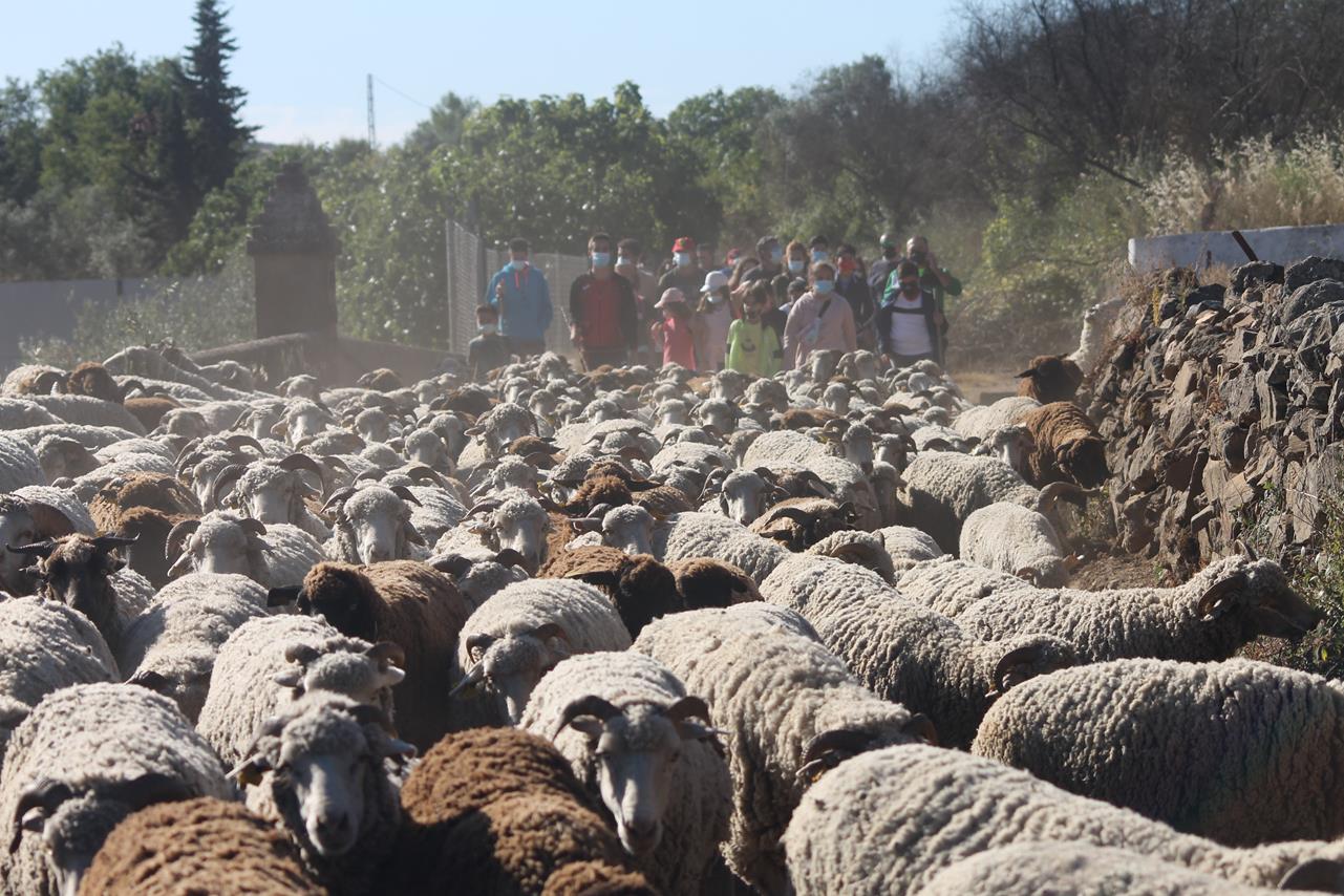 Fotos: X ‘Vive la Trashumancia’ (IV)