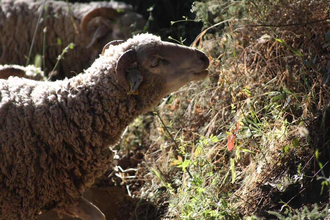 Fotos: X ‘Vive la Trashumancia’ (IV)