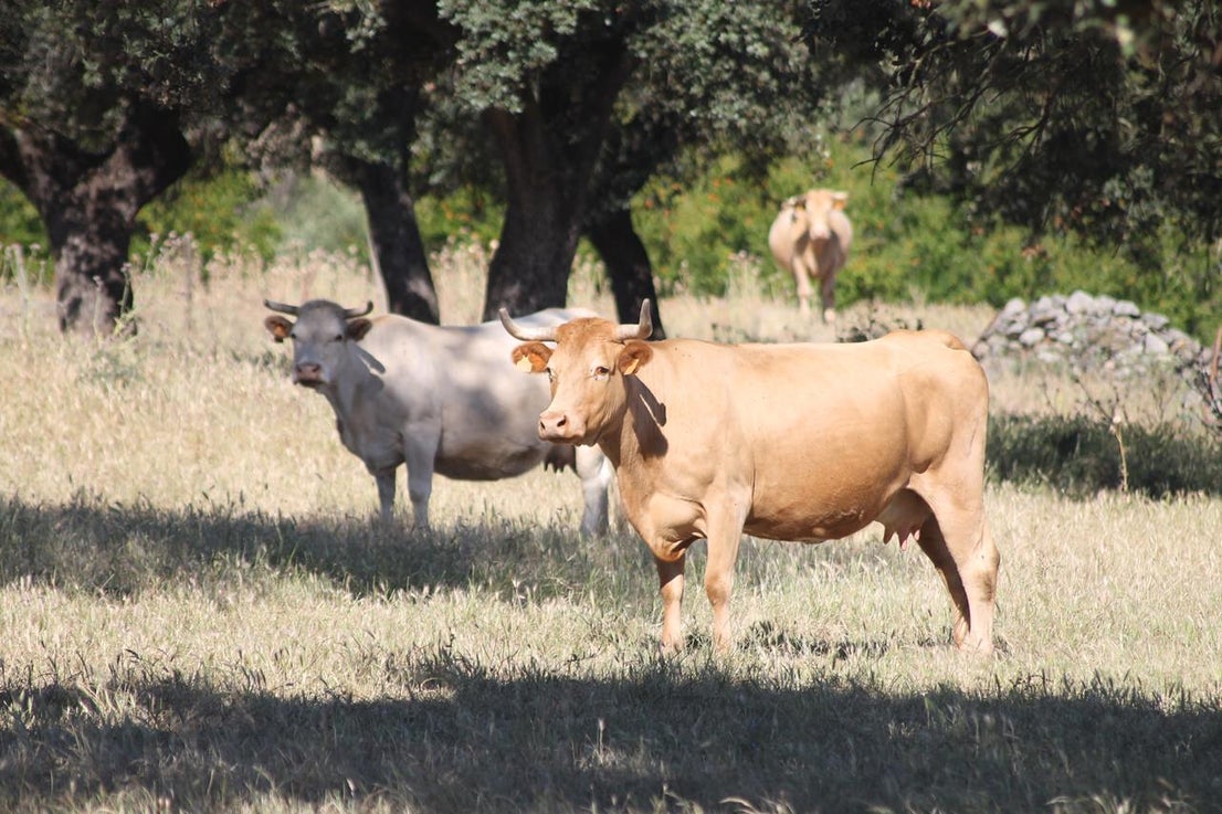 Fotos: X ‘Vive la Trashumancia’ (IV)