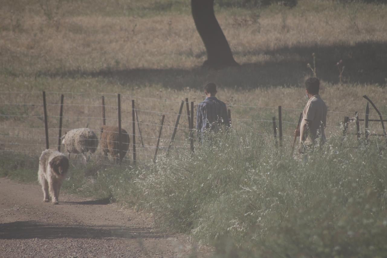 Fotos: X ‘Vive la Trashumancia’ (IV)