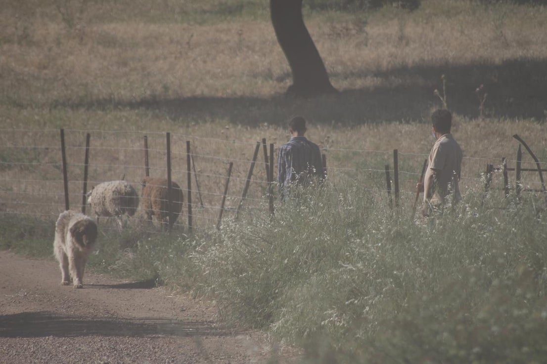 Fotos: X ‘Vive la Trashumancia’ (IV)