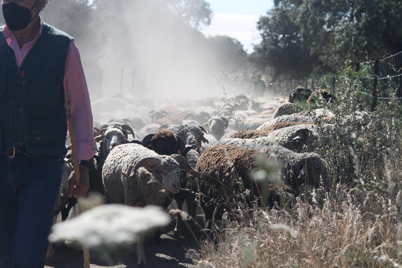 Fotos: X ‘Vive la Trashumancia’ (IV)