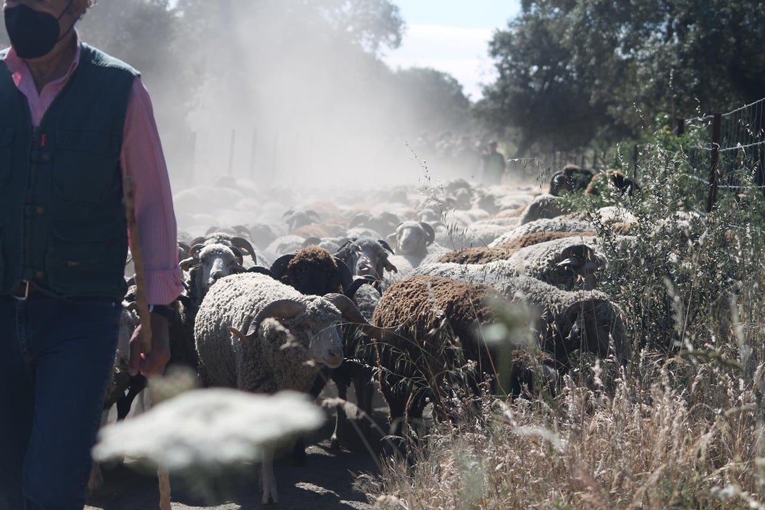 Fotos: X ‘Vive la Trashumancia’ (IV)