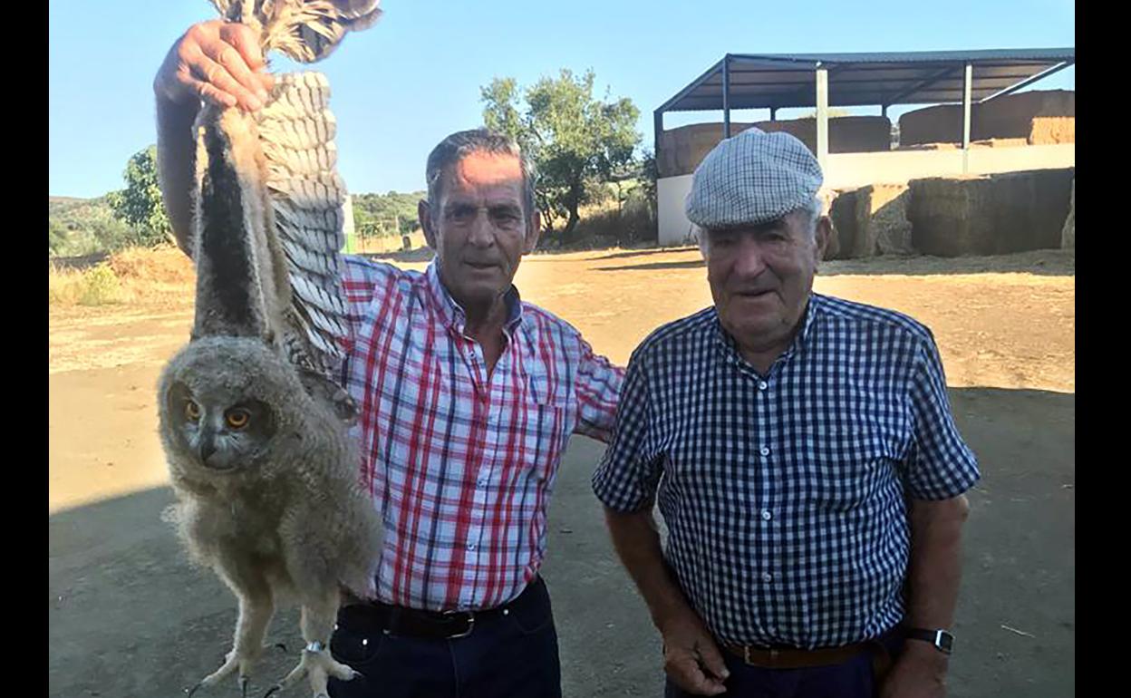 Rescatada una cría de búho real en la granja de Valtrejo