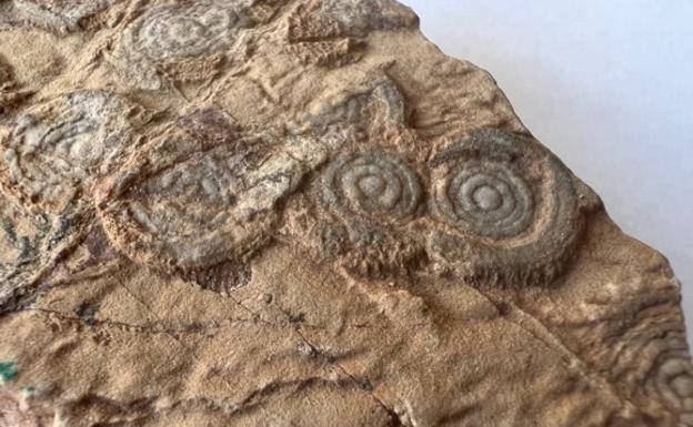Nummulites
